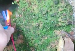 鞭炮炸老鼠视频,一场惊心动魄的除鼠行动